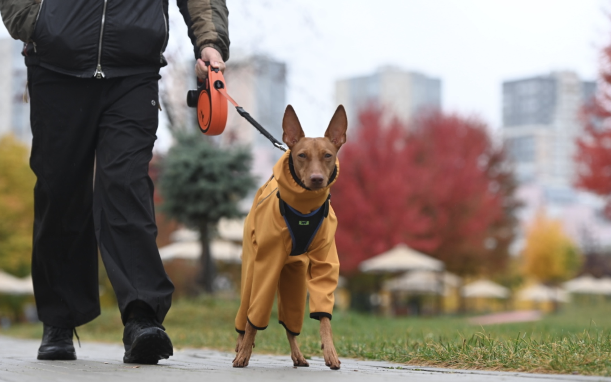 Кинолог дал советы по безопасным прогулкам с собакой в тёмное время суток