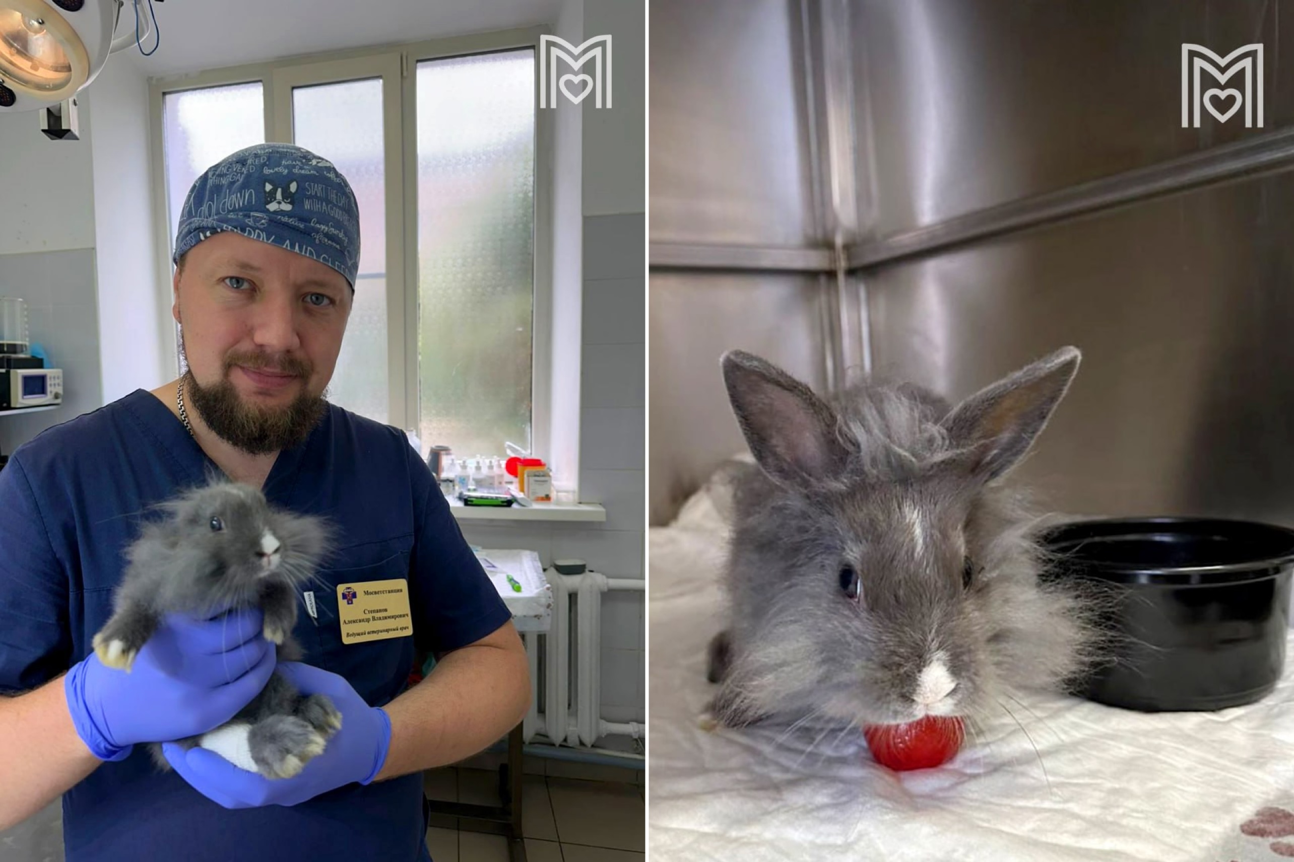 Ветеринары в Москве спасли кролика Шарлотту со сложным переломом лапы