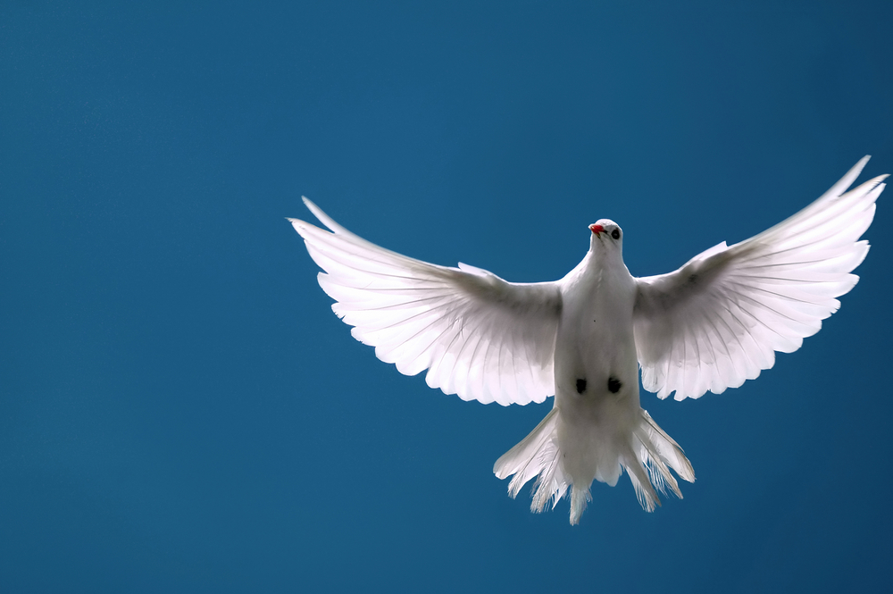 Нейробиолог оценил перспективы использования голубей-биодронов против БПЛА