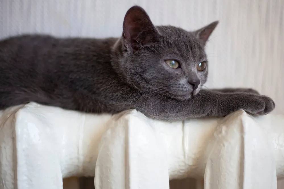 В РФ введут новые штрафы за нарушения при подготовке к отопительному сезону