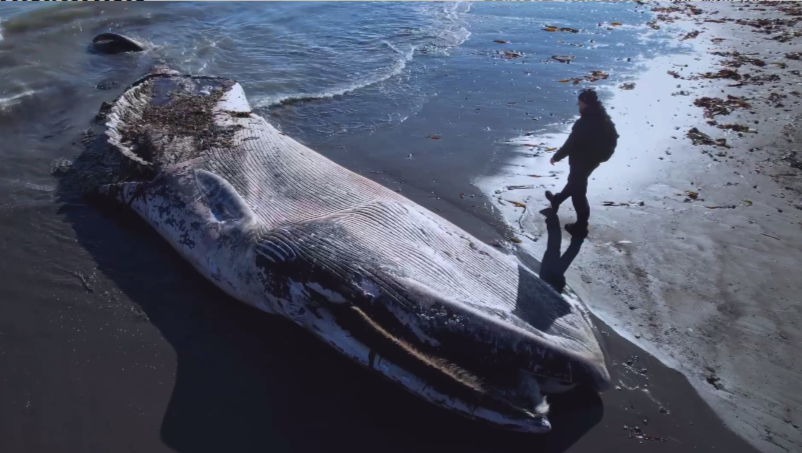 Шторм на Сахалине выбросил на берег огромного краснокнижного кита