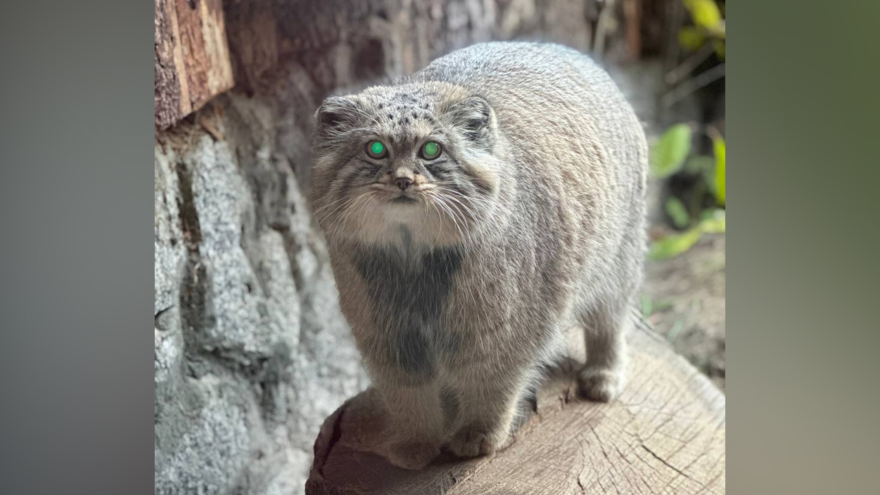 «Стал заметно круглее и солиднее»: Манул Шу растолстел в ходе зажировки