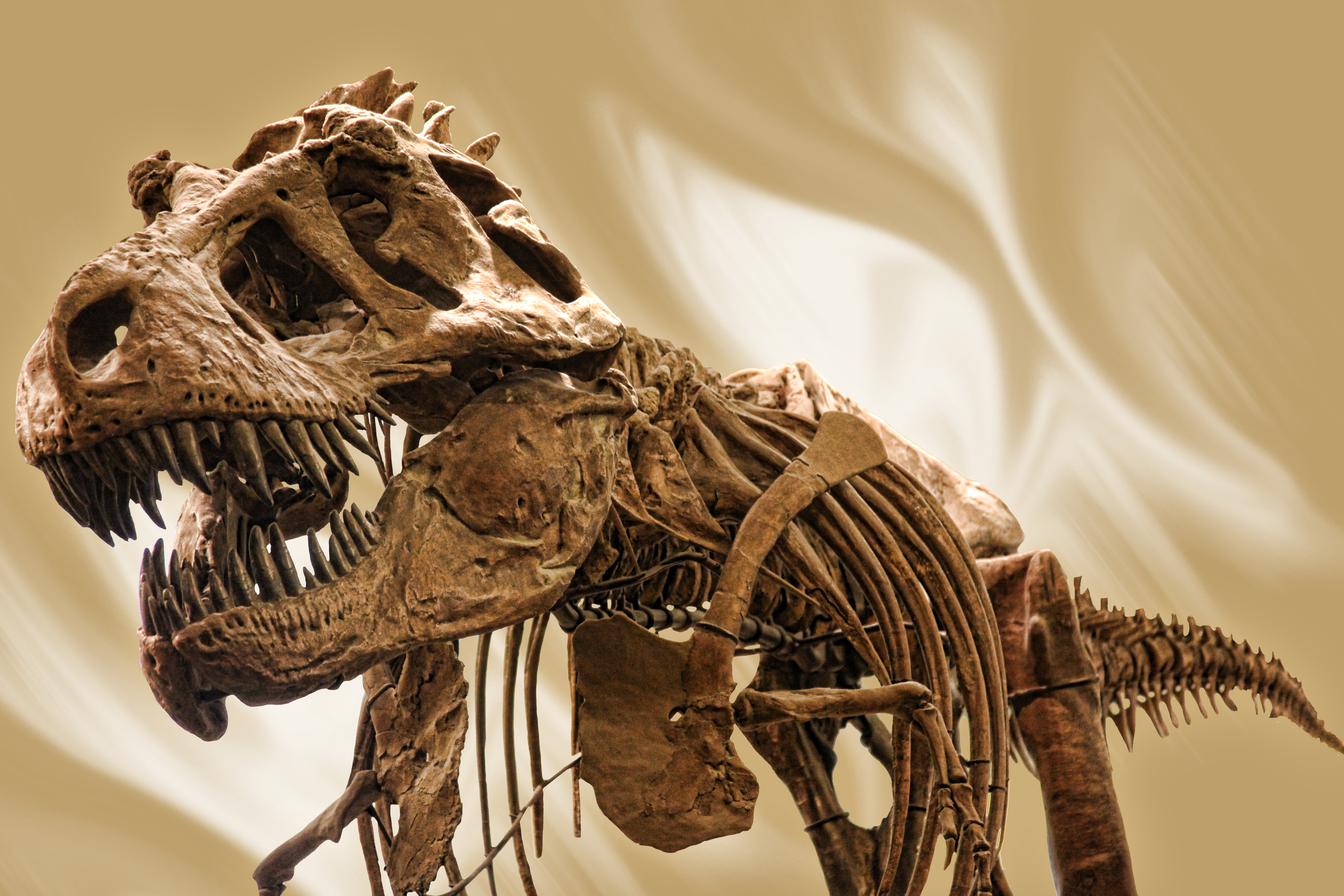 Владелец девяти квартир из Китая попался полиции со скелетами динозавров на $15,6 млн