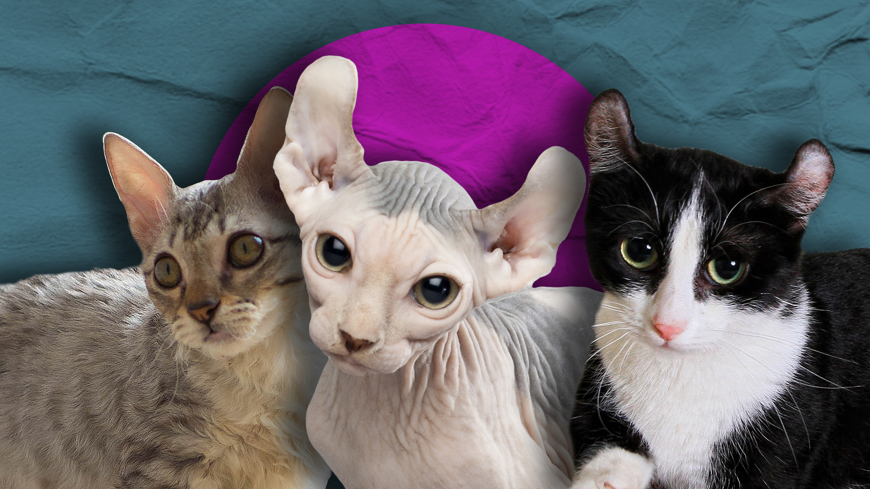 Пушистые малышки: Эти 7 пород миниатюрных кошек до самой старости выглядят как котята