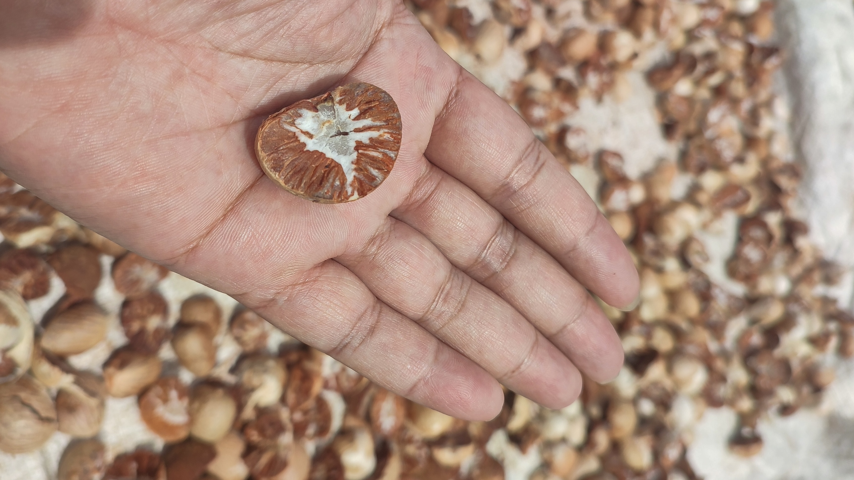 Российские школьники подсели на вызывающий рак «орех-наркотик»