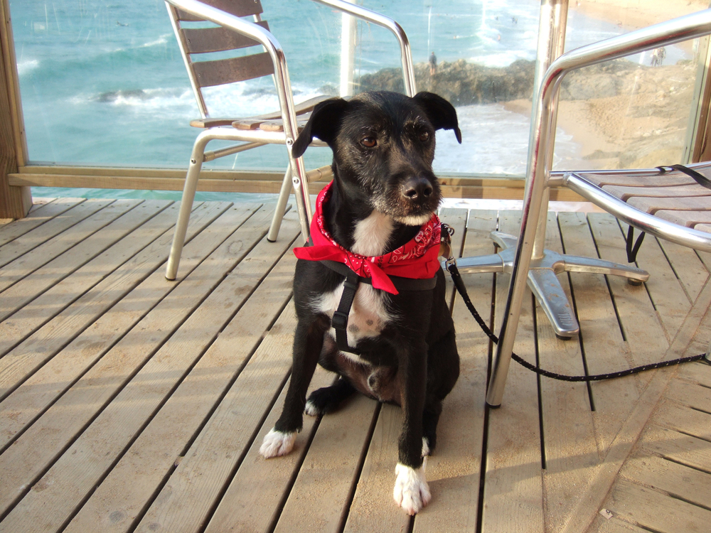 Останина предложила запретить нахождение животных в кафе и ресторанах