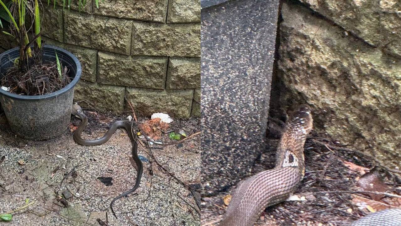 Королевская кобра заползла в отель на Пхукете, перепугав российских туристов