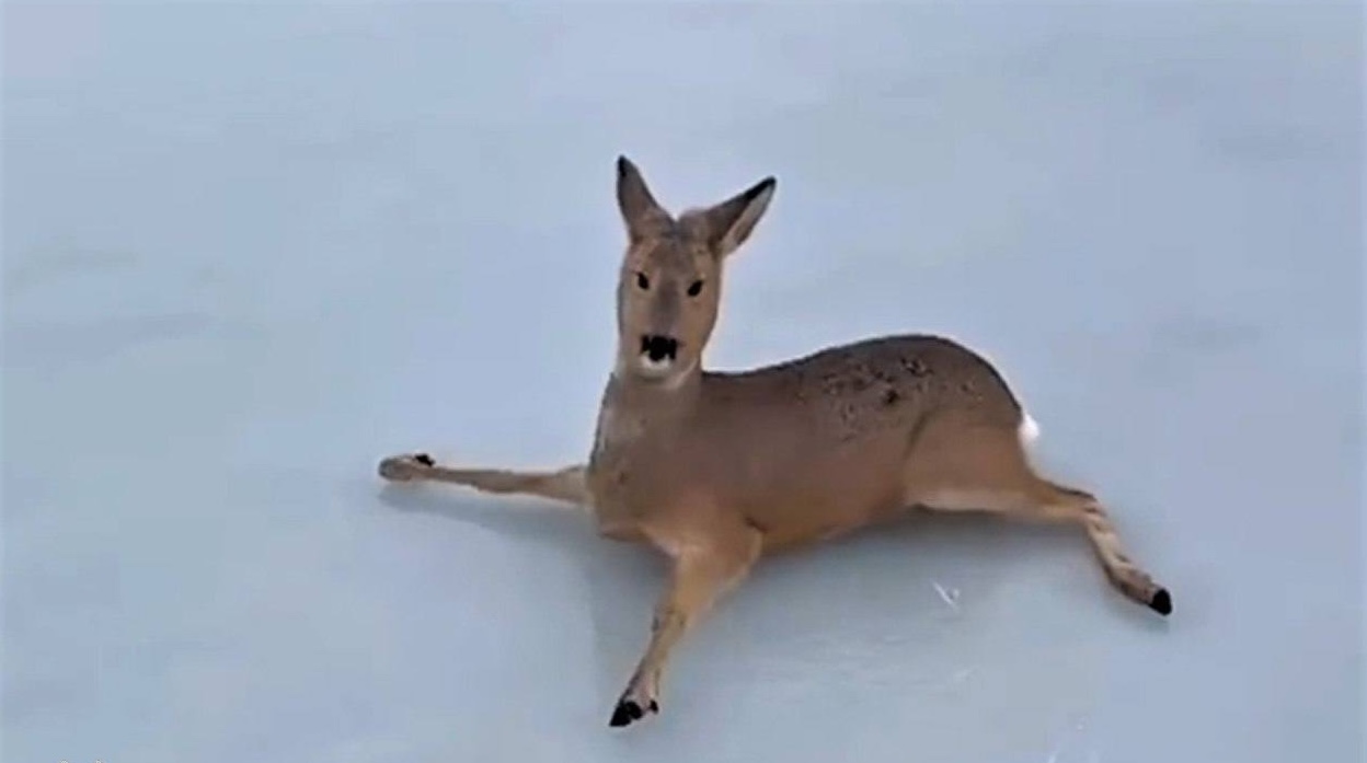Как косуля на льду: Возомнившим себя фигуристками зверушкам понадобилась помощь на замёрзшем озере
