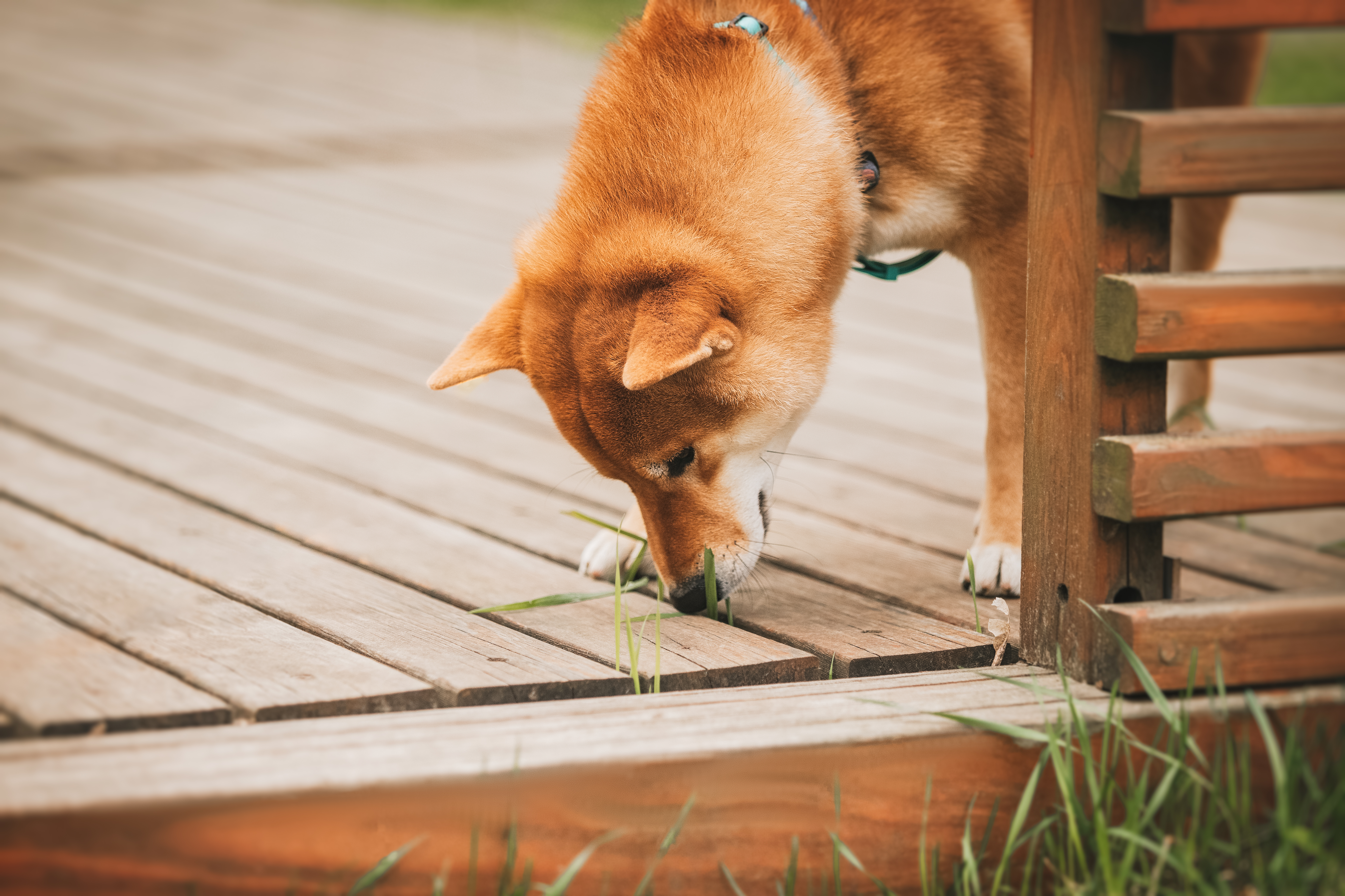 В России в рамках «Разговоров о важном» стартовал «Пушистый марафон»