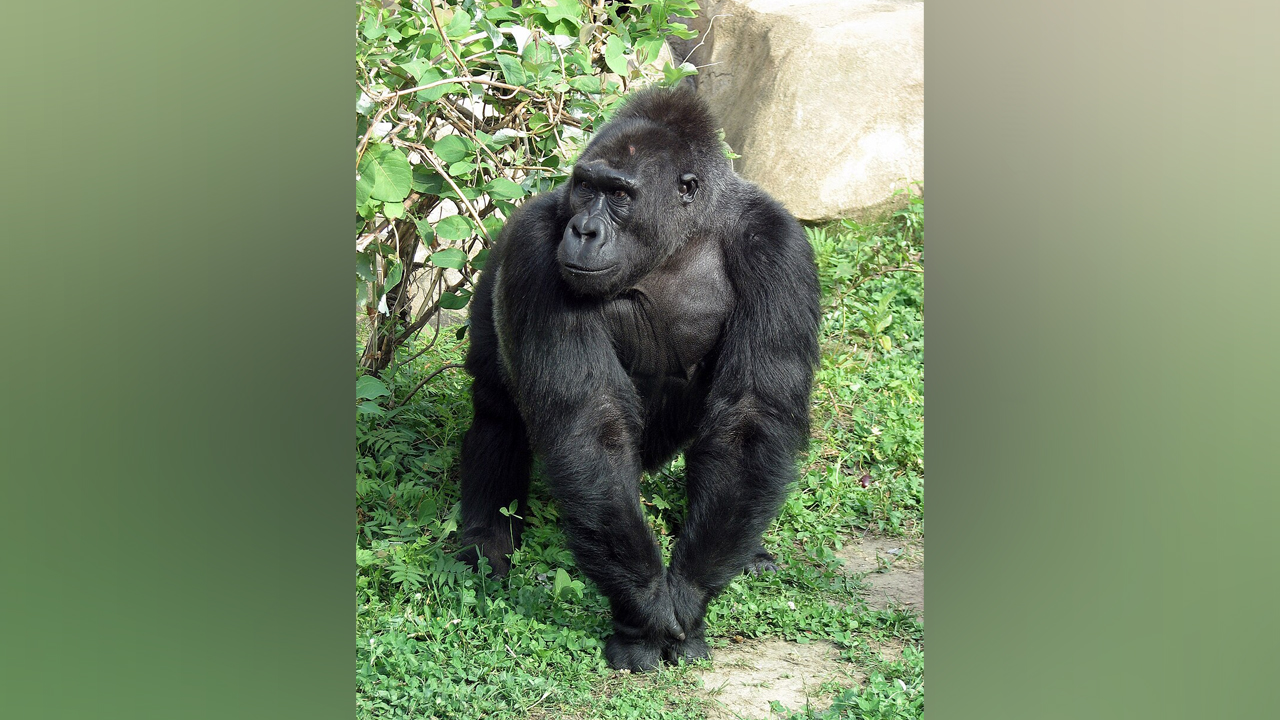 Фотография детёныша гориллы из Африки стала самой смешной в 2025 году