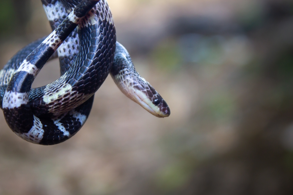 Отдыхавшая в Кении россиянка получила 40% ожогов тела из-за горящей змеи в ресторане
