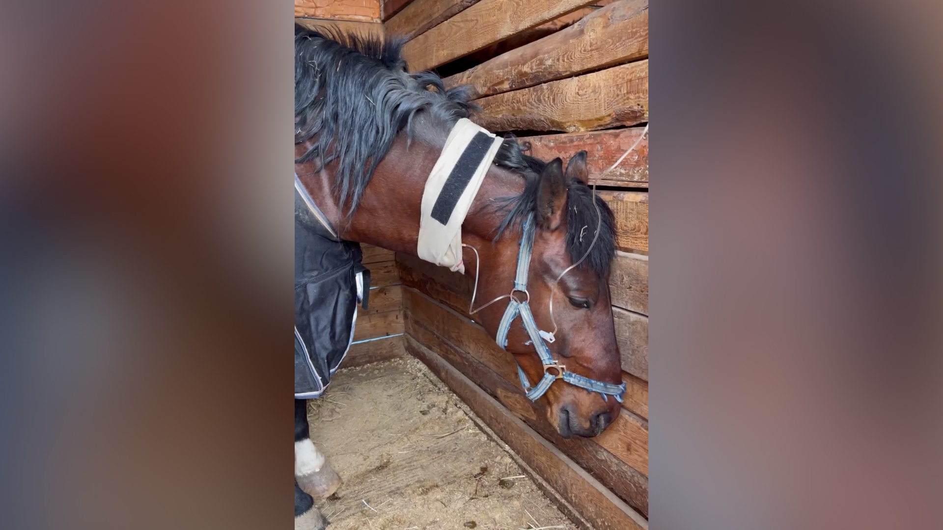 Живодёр залил лошадям кислоту в рот и сбежал с места преступления в Волжском