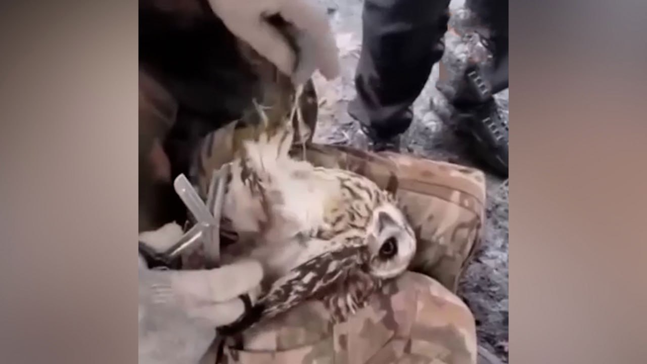 Не смогли пройти мимо: Российские бойцы спасли сову из пут оптоволоконного кабеля в Донбассе