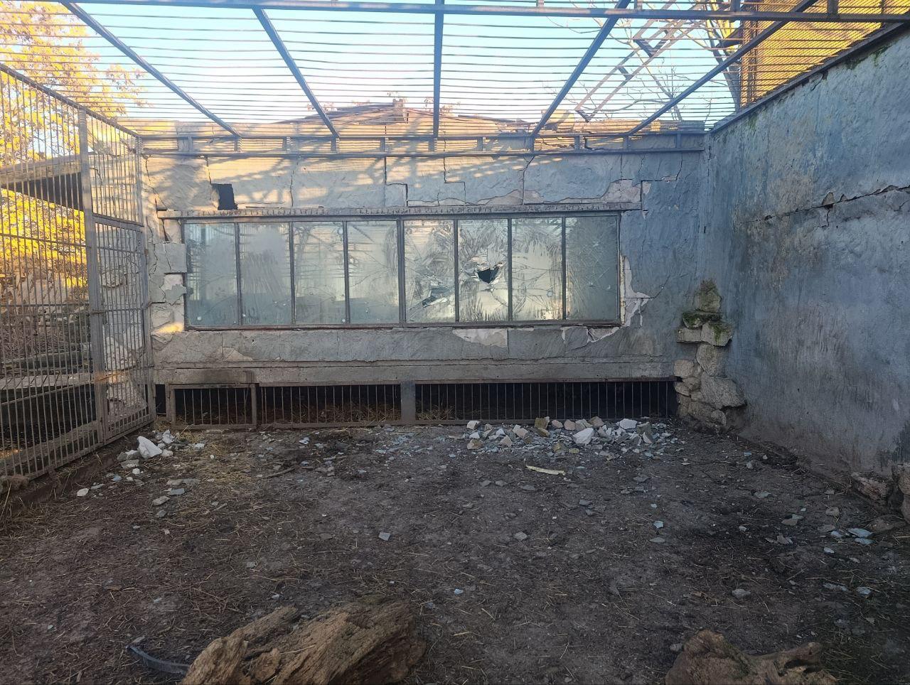 Лев выжил после удара беспилотника по зоопарку в Запорожье