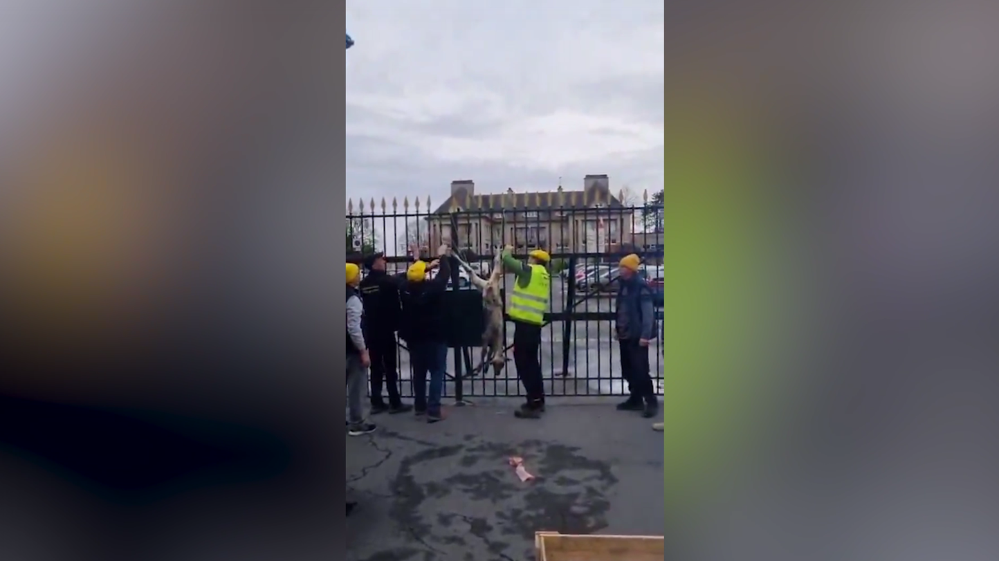 Фермеры во Франции в знак протеста вывесили тушу телёнка на забор Минсельхоза