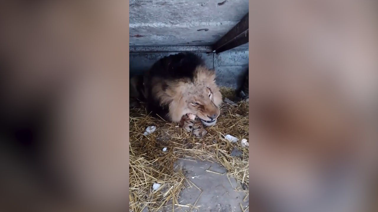 Появились первые кадры со львом, выжившим при атаке ВСУ в Запорожье