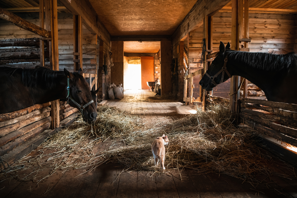 Мюсли, солярии и стоматологи: Регионы тратят миллионы на &laquo;комфорт&raquo; лошадей   