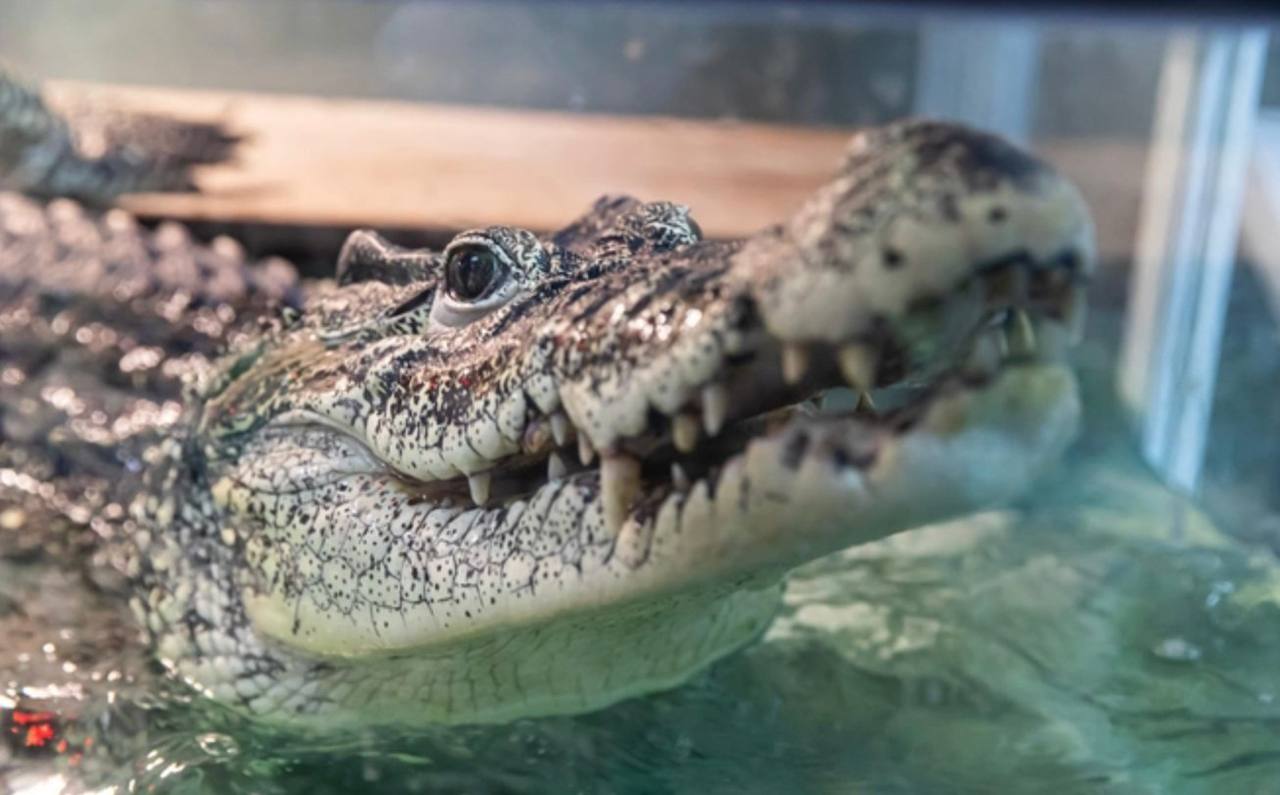 Крокодил Кузя из новосибирского магазина может вернуться на Кубу спустя 30 лет