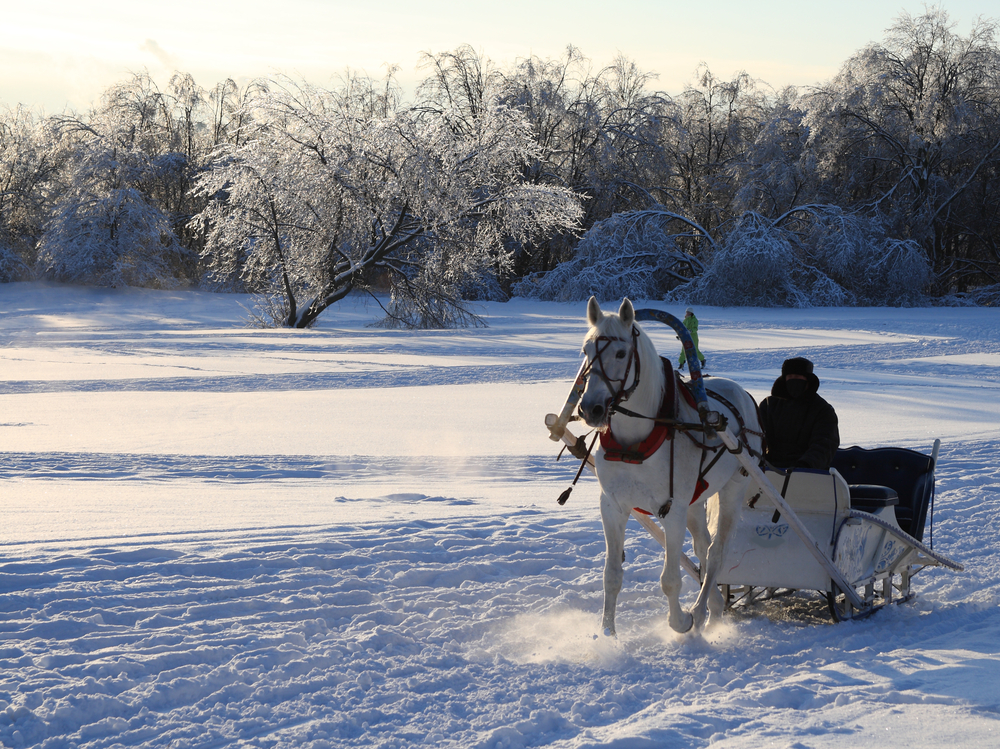 Петербург ищет коня за 7 млн &mdash; &laquo;без вредных привычек&raquo;, нового, без замены частей