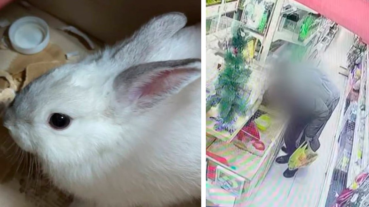 Муж из Бурятии украл кролика для беременной жены. На дело он пошёл с любовницей