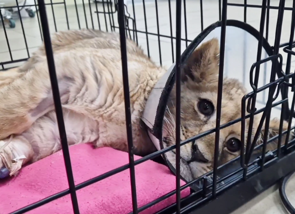 У столичного блогера забрали искалеченную маленькую львицу