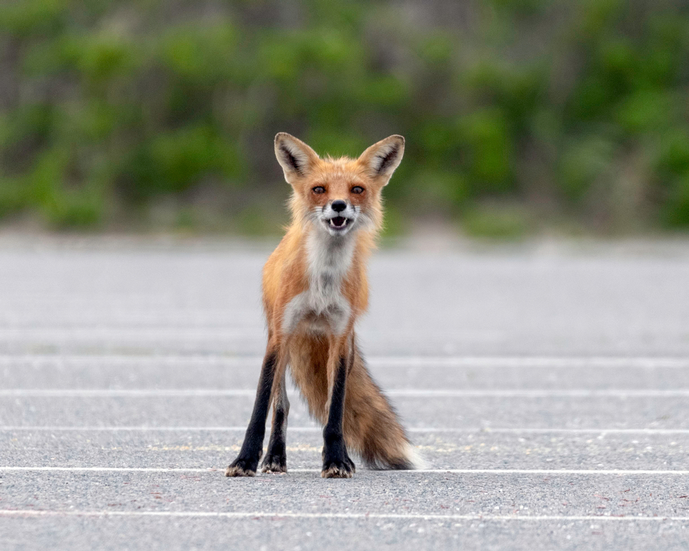 В Петербурге лиса зайцем проехалась в трамвае и попала на видео