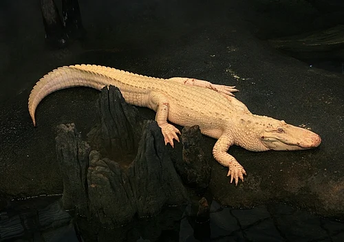V Kaliforniji umrl slavni aligator albino Claude pri 30 letih