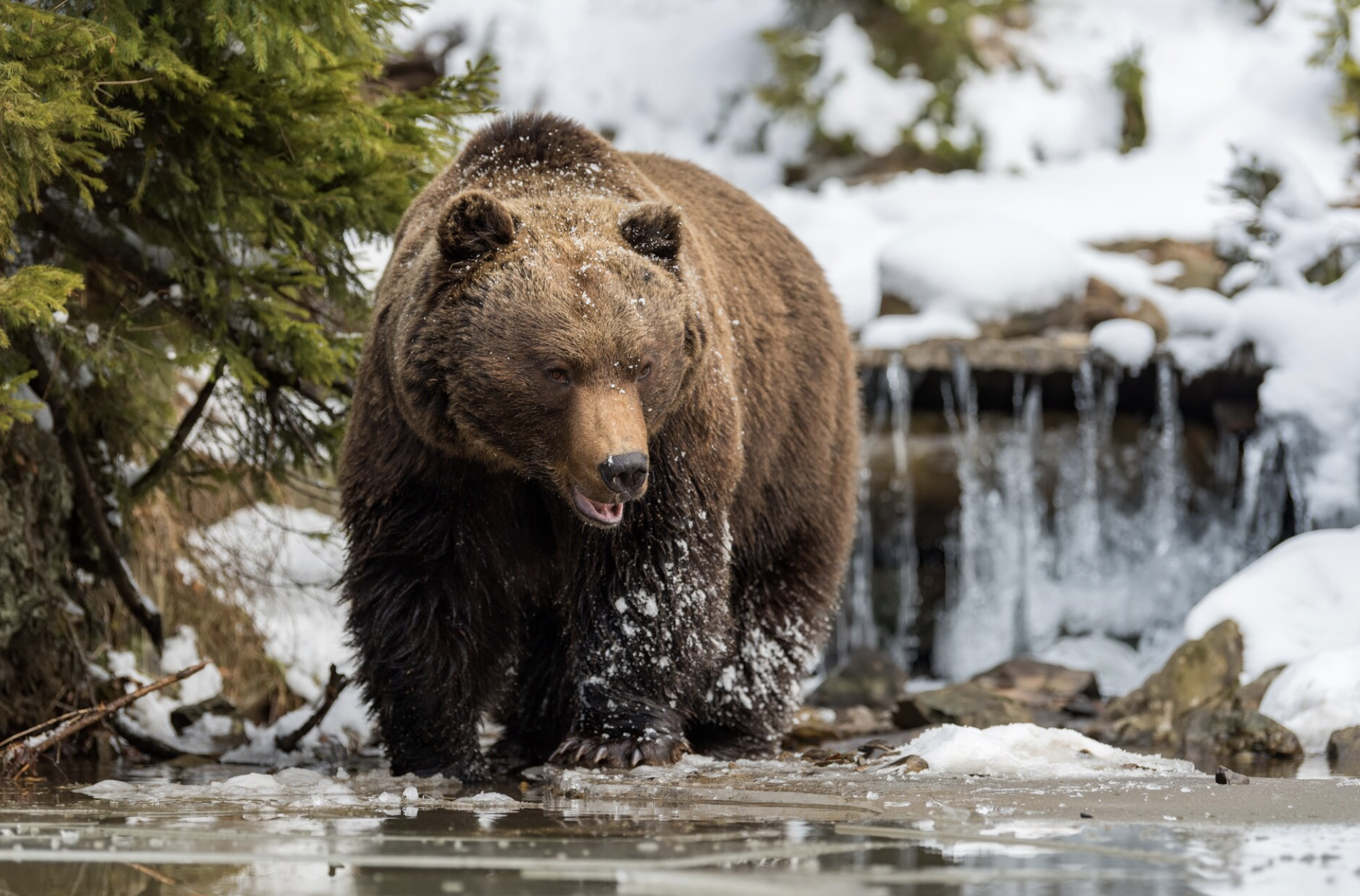 Убийство 172 медведей разыграли в лотерею среди американцев