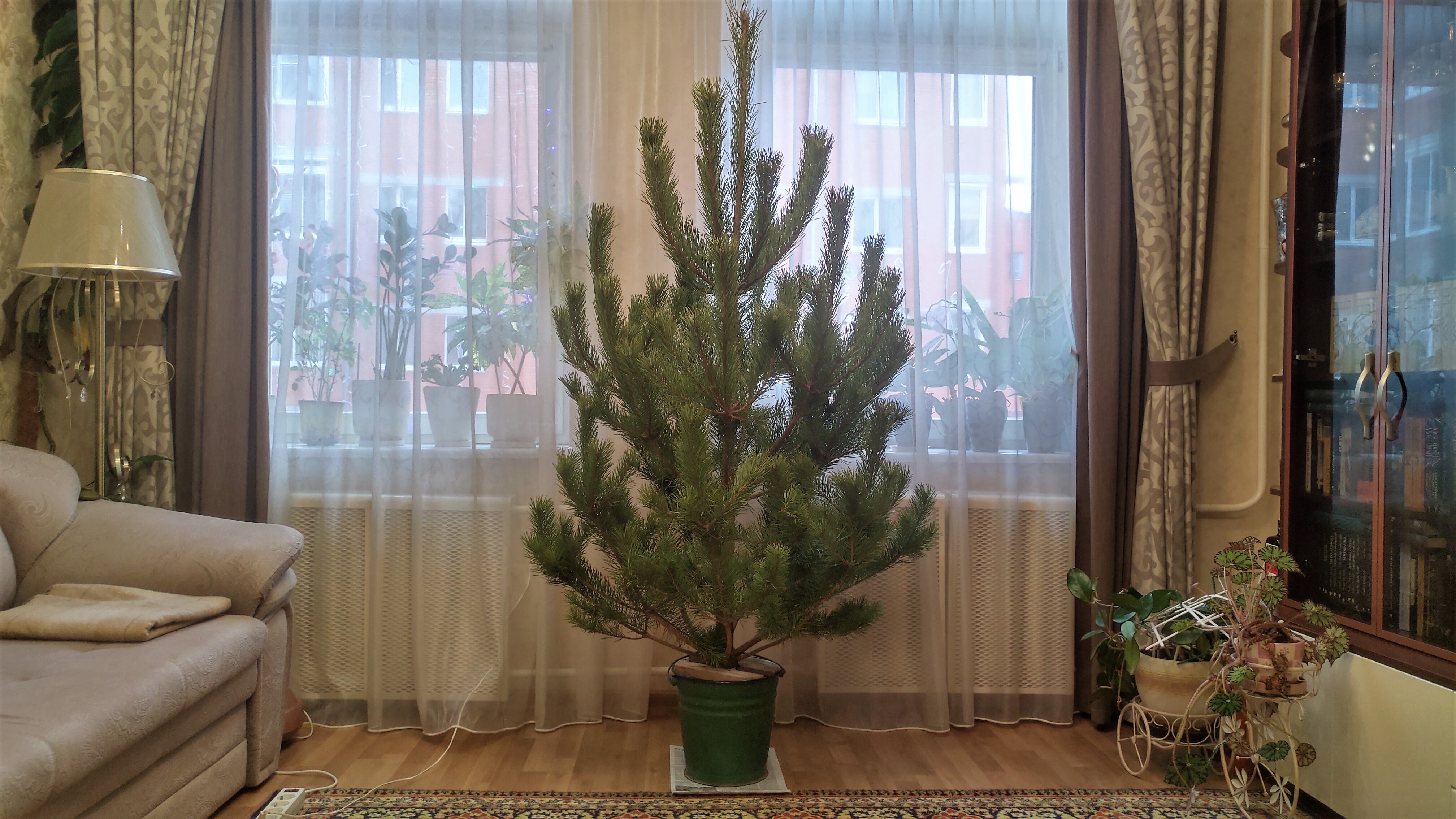 Россиянам рассказали, можно ли оформить возврат новогодней ёлки