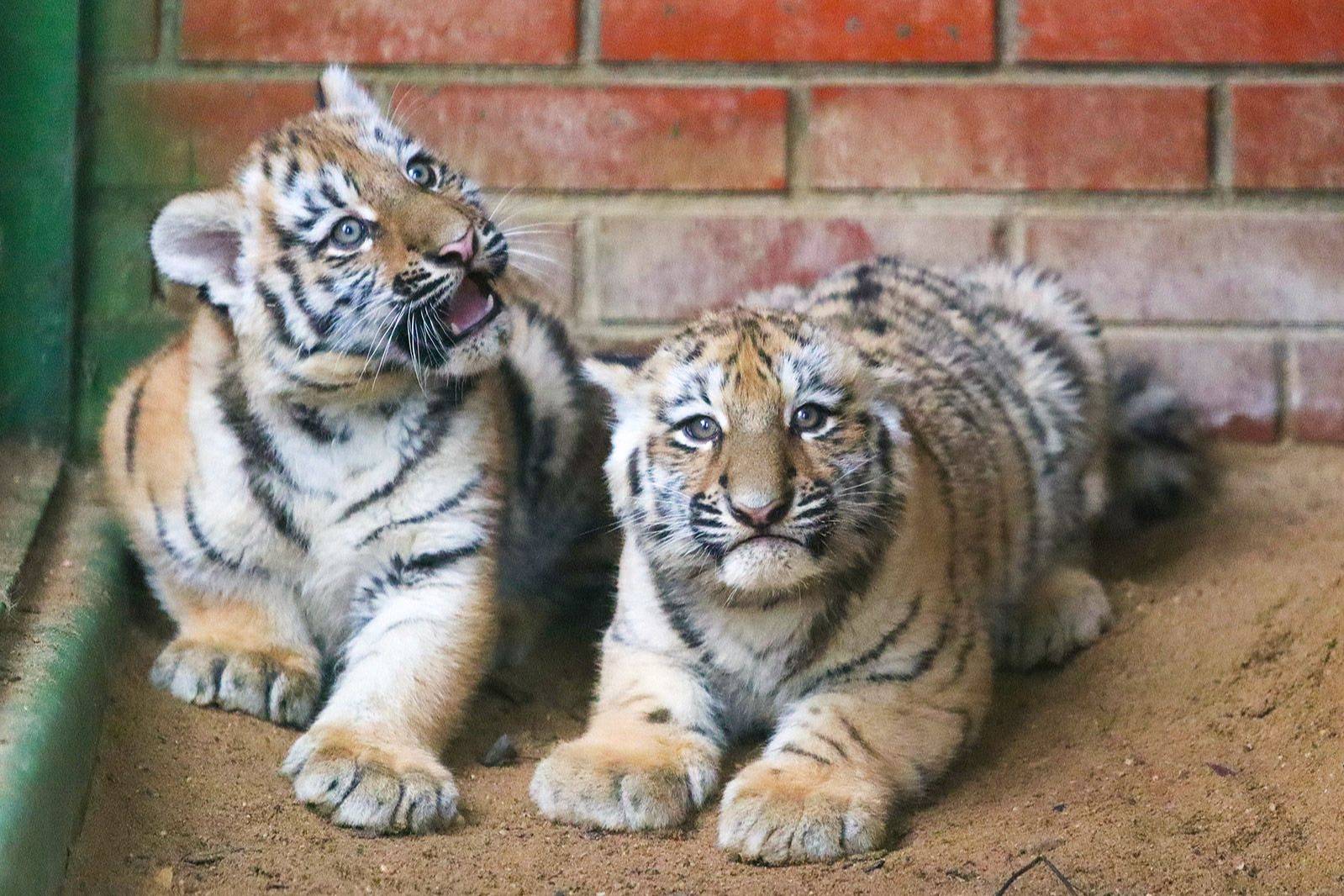 В Московском зоопарке родились амурские тигрята