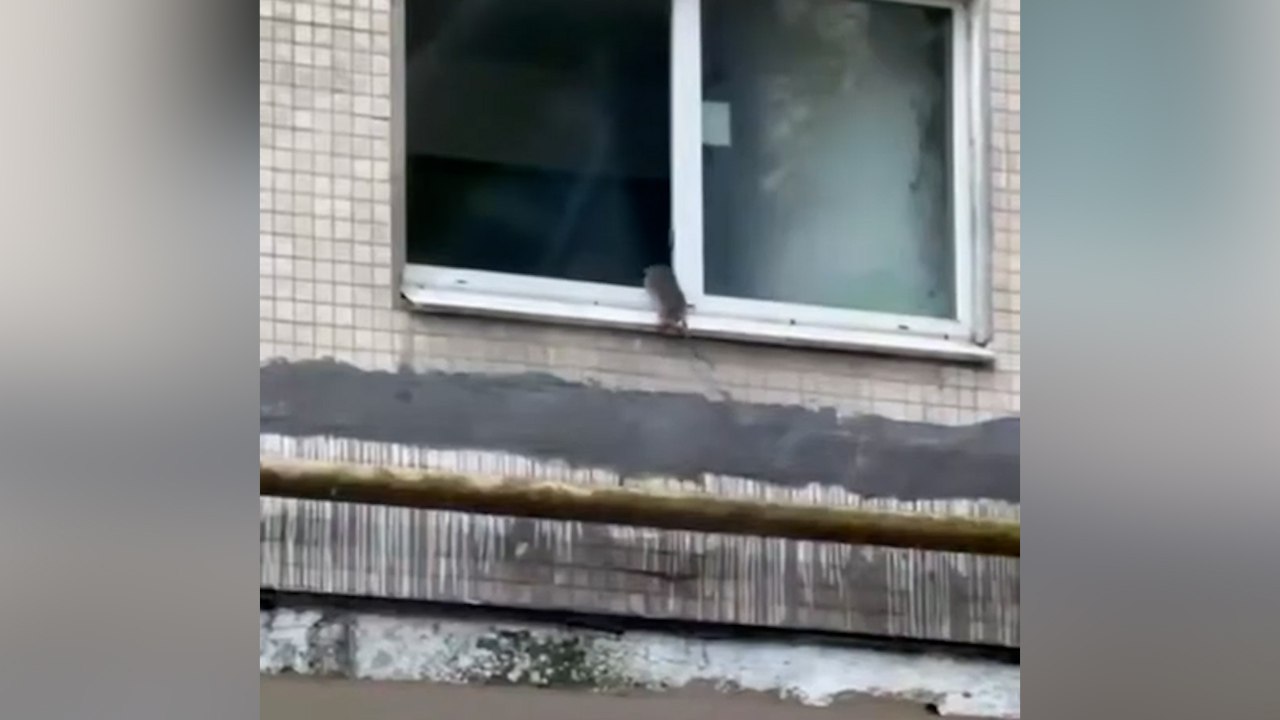 В Химках сняли на видео попытки крысы забраться в окно квартиры