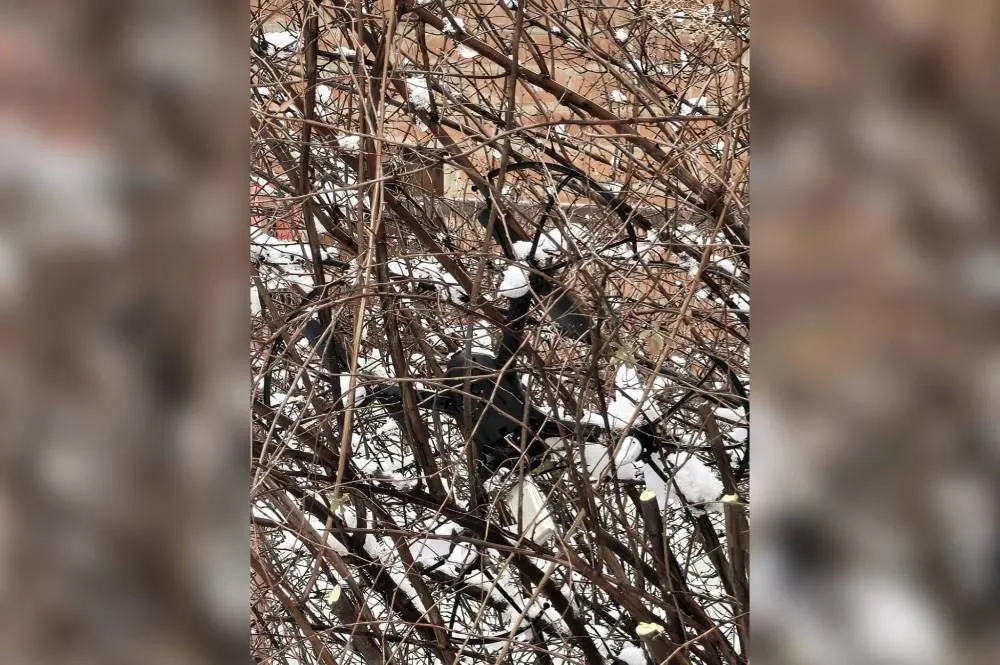 На Кубани у частного дома нашли повисший на дереве беспилотник