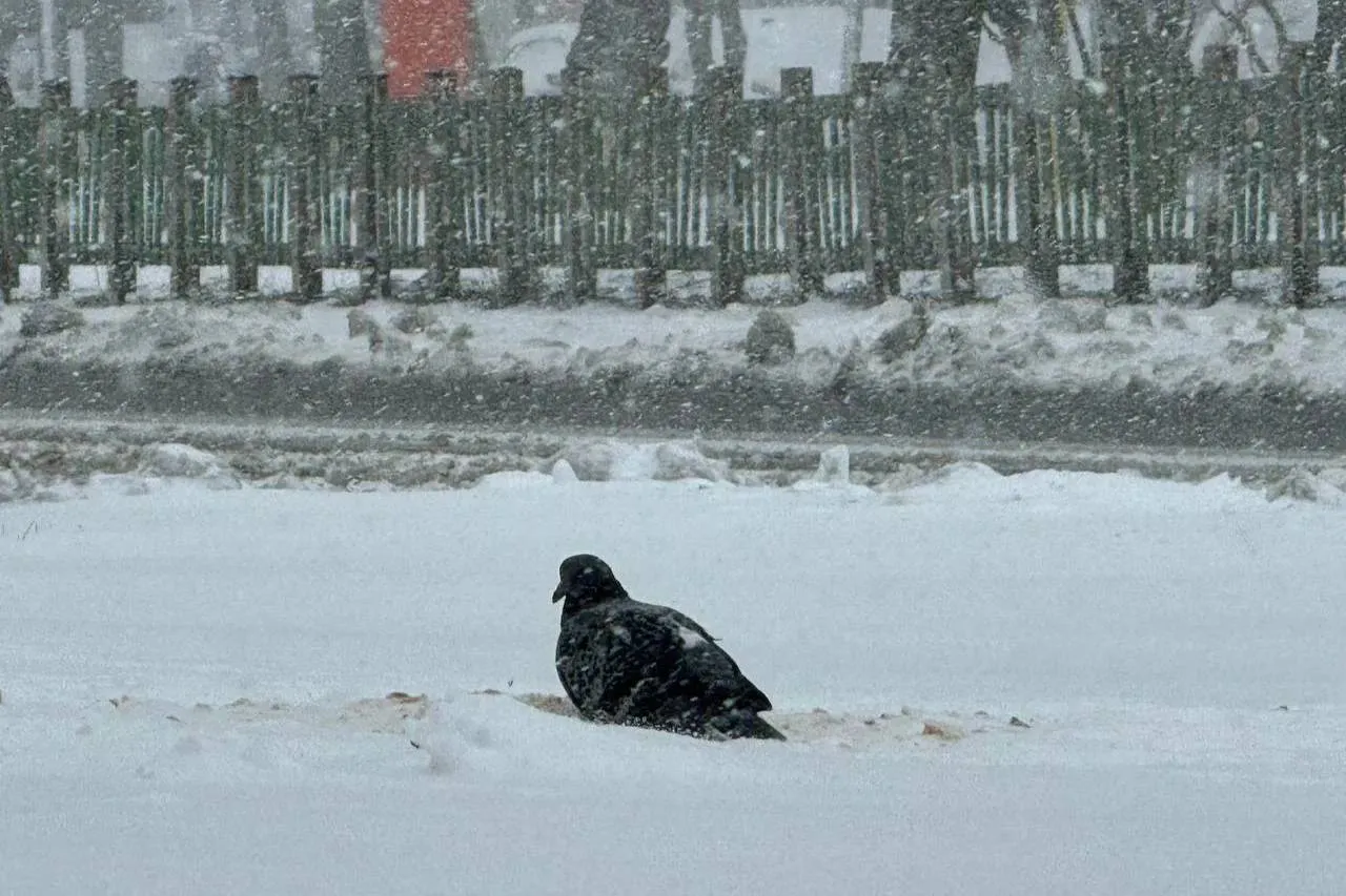 В Гидрометцентре рассказали, сколько территории России занято снегом за неделю до лета