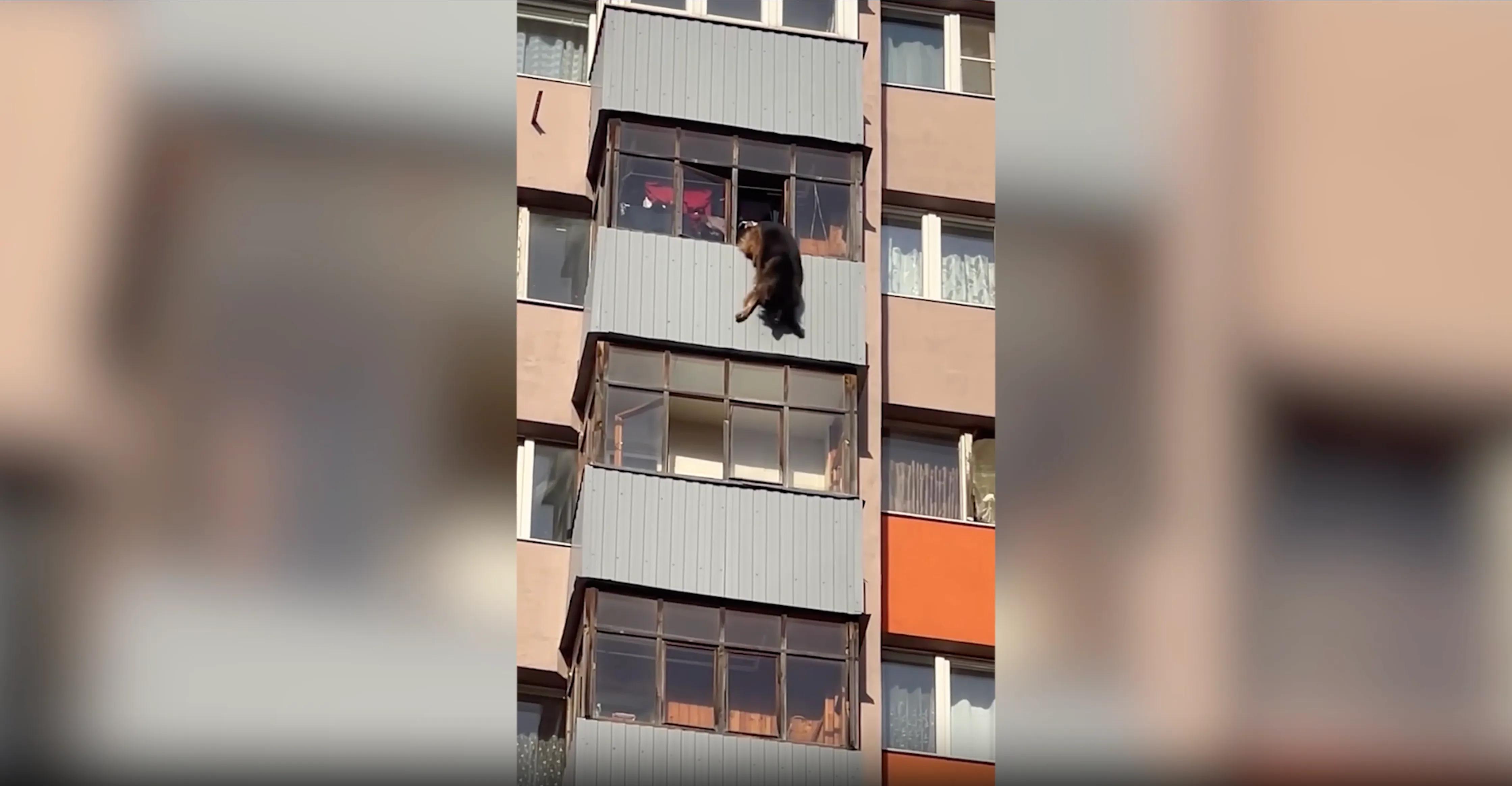 В Подмосковье овчарка выпала с балкона 15-го этажа, спасаясь от жары