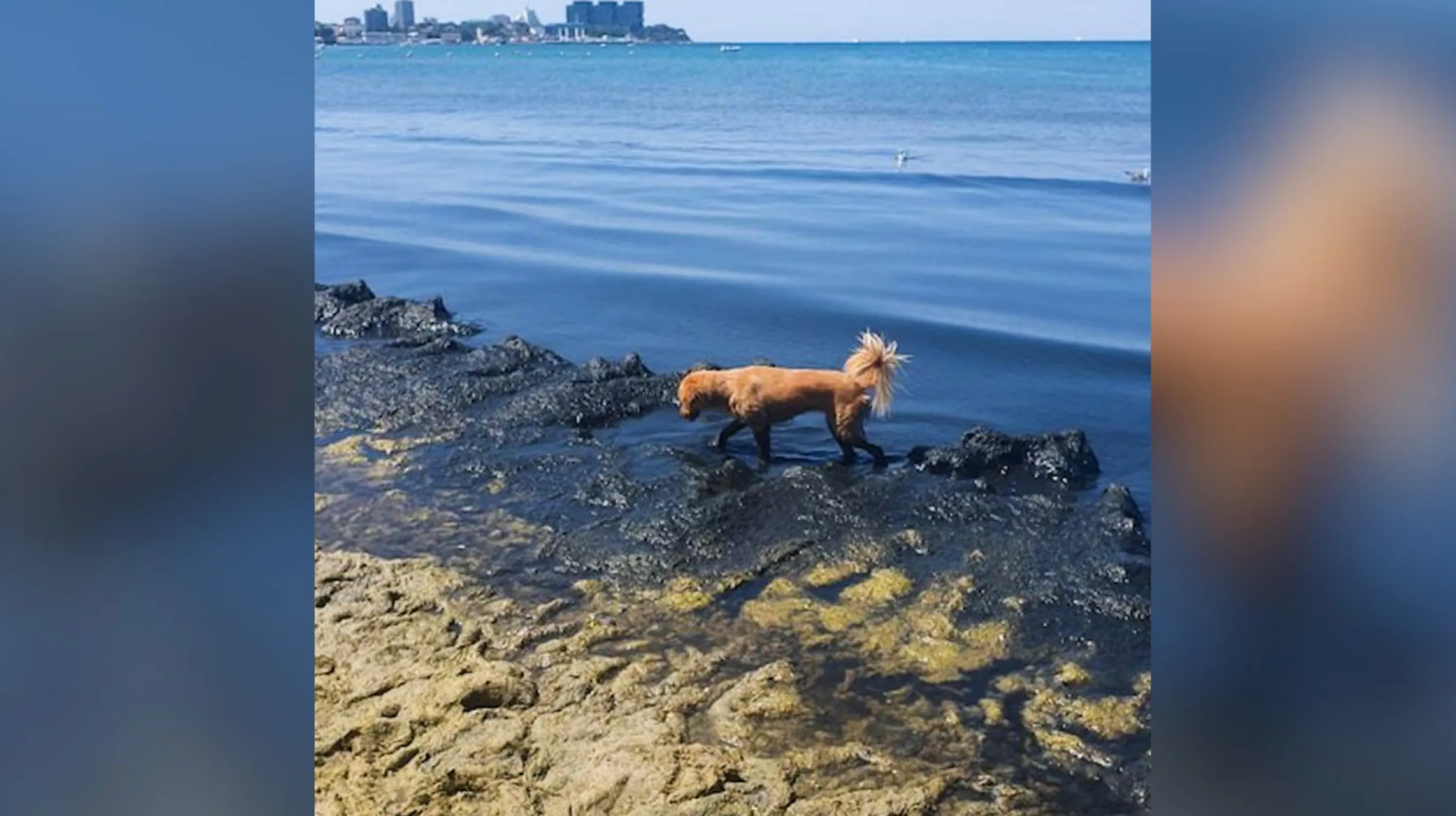 Невыносимая вонь: Гниющие водоросли захватили пляжи Анапы