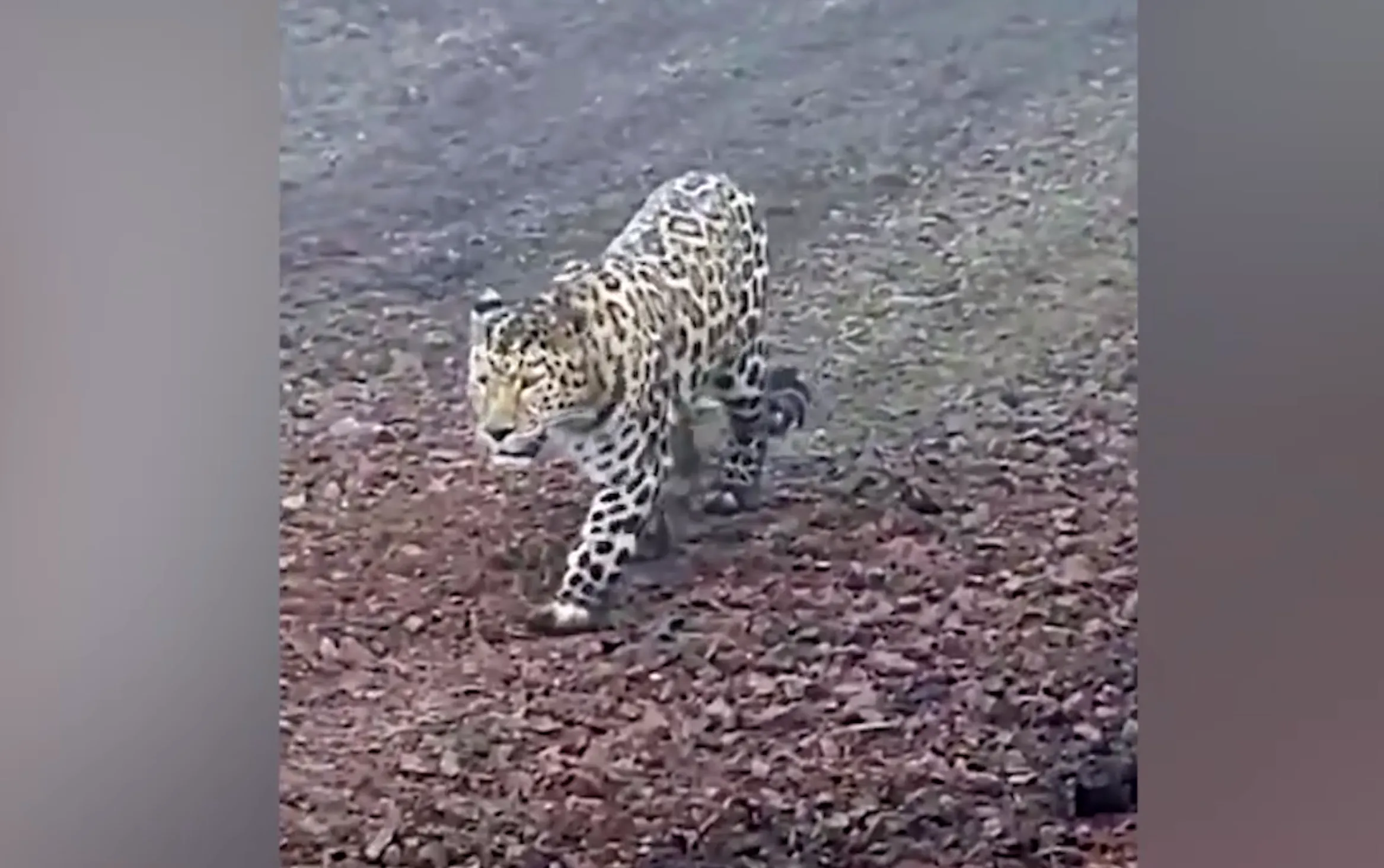 Дальневосточный леопард попал на видео у границ нацпарка в Приморье