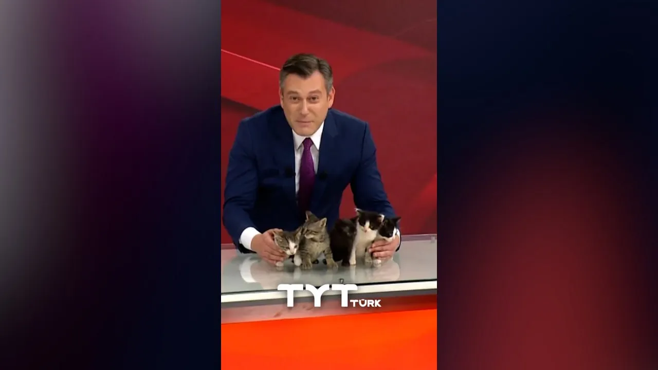 Милота в прямом эфире: Турецкий телеведущий завершил выпуск новостей вместе с котятами