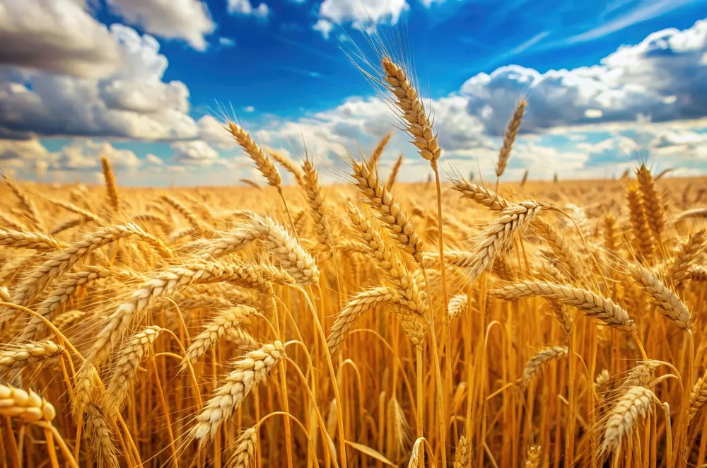 Россия не будет продлевать меморандум с ООН по экспорту сельхозпродукции