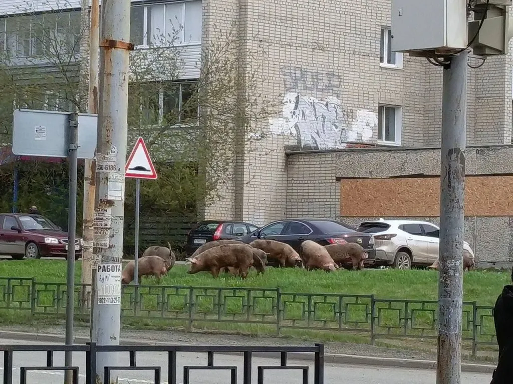 Фермера из Ревды будут судить за бесконтрольный выгул свиней