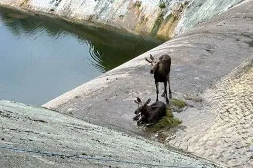 Спасены два лося, которые застряли на водохранилище и пробыли там три дня