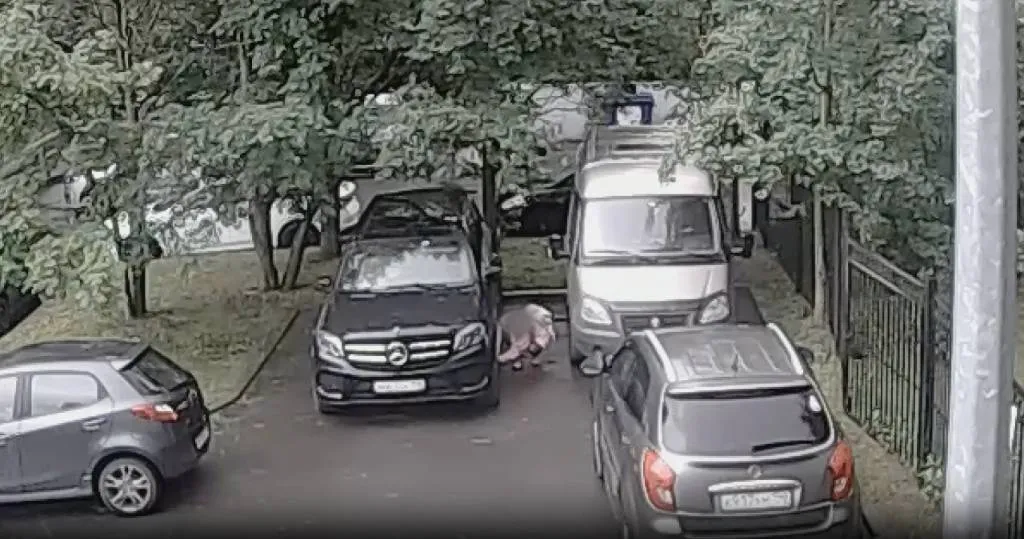 «Сказали, дадут мне деньги»: Появилось видео задержания девушки, заложившей бомбу под авто в Петербурге