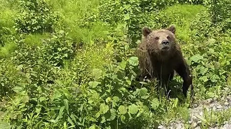 На Камчатке молодые медведи терроризируют водителей, блокируя трассу