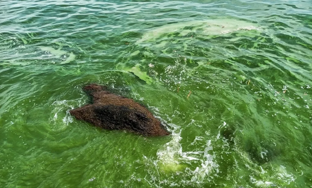 Чёрное море у берегов Одессы позеленело из-за обилия водорослей