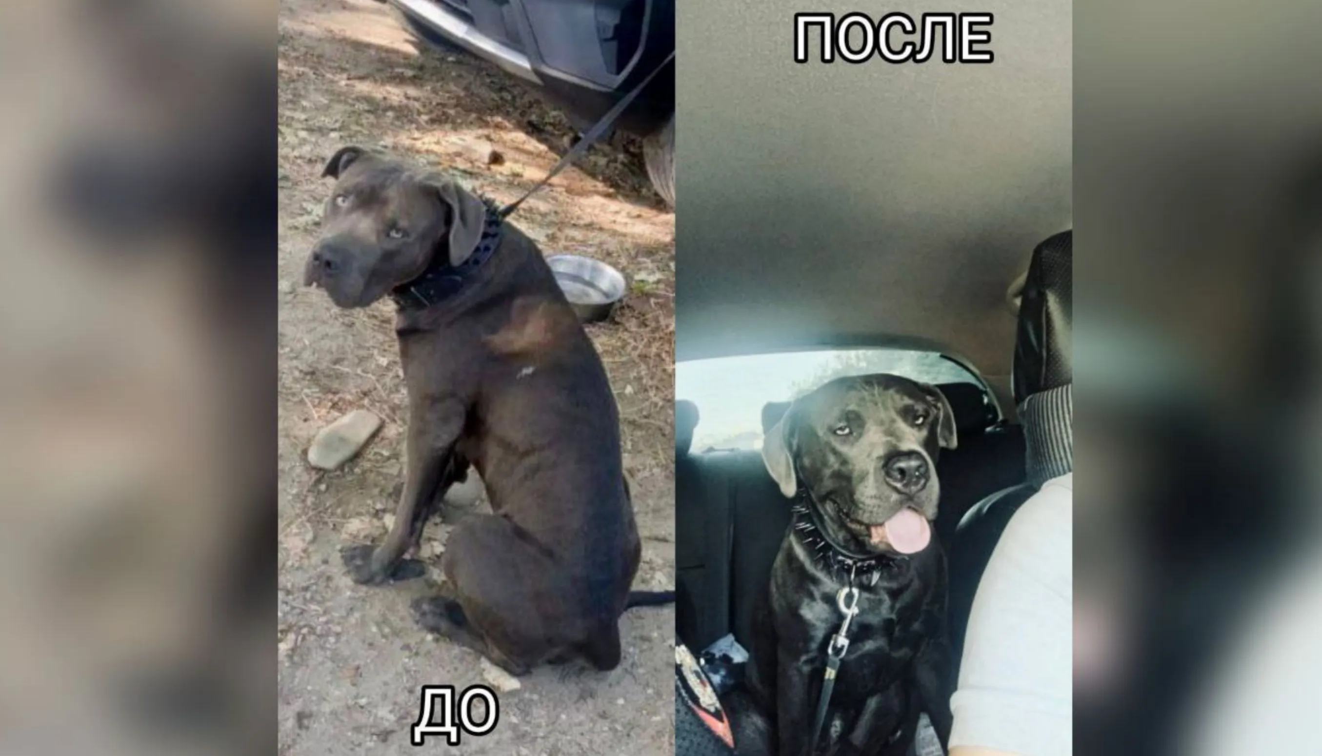 «Хатико» из Туапсе дождался своего хозяина из больницы
