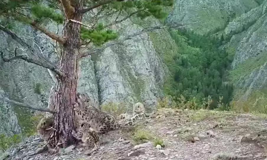 В Саяно-Шушенском заповеднике показали видео с играми детёнышей снежных барсов