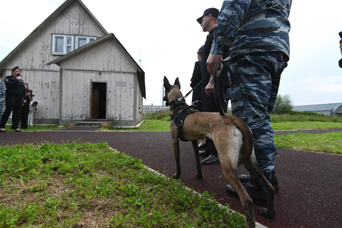 Полиция накрыла технологичный «наркооазис», расположенный в землянке под Петербургом
