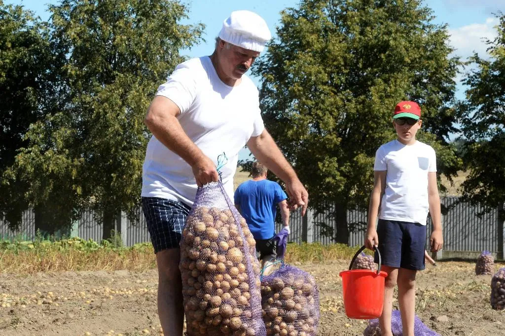 Копай, как Батька: Названы главные правила сбора урожая картошки