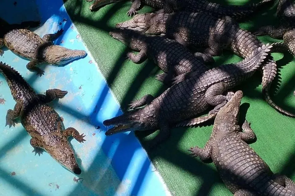 В Ейске откачали нескольких крокодилов после мощного пожара в частном зоопарке