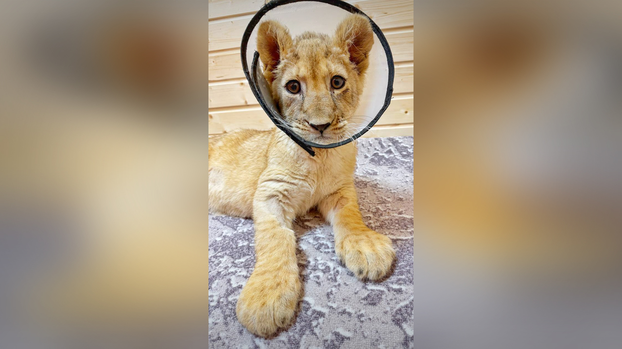 В Подмосковье рассказали о судьбе львицы, спасённой из квартиры блогера