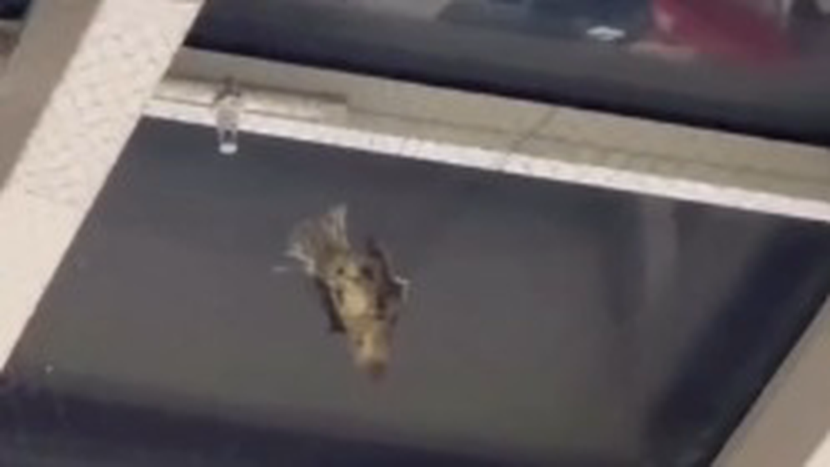 &laquo;Негуманно абсолютно&raquo;: В Госдуме отреагировали на скандал с птицами в ТЦ &laquo;Авиапарк&raquo;